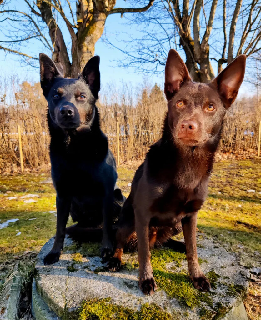 Fixen och fox